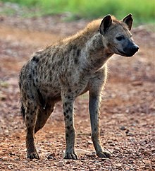 A spotted hyena standing around.